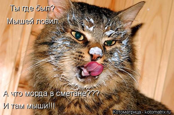 Ты где был? Ты где был? Мышей ловил. А что морда в сметане??? И там мыши!!!... Котоматрица: Ты где был? Ты где был? Мышей ловил. А что морда в сметане??? И там мыши!!!
