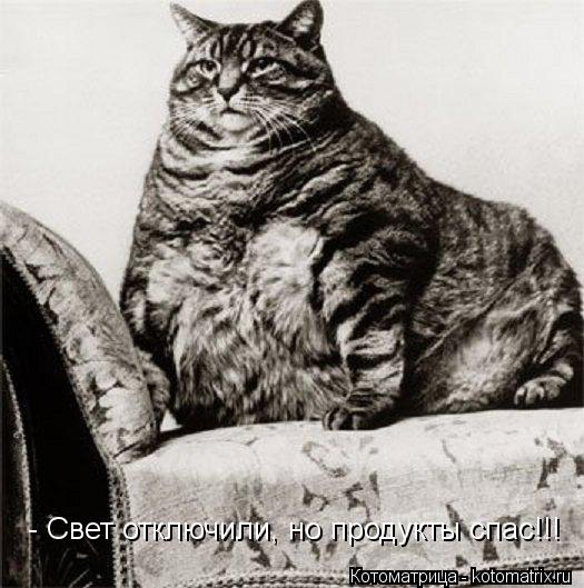 - Свет отключили, но продукты спас!!!... Котоматрица: - Свет отключили, но продукты спас!!!