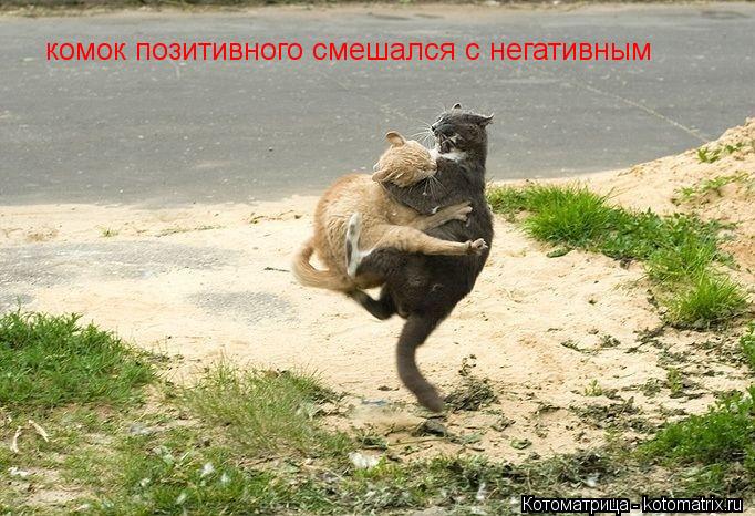 Котоматрица: комок позитивного смешался с негативным