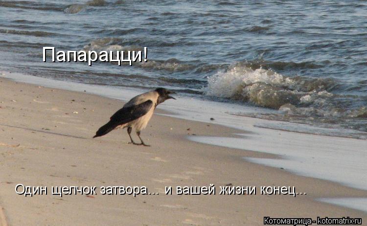 Папарацци! Один щелчок затвора… и вашей жизни конец…... Котоматрица: Папарацци! Один щелчок затвора… и вашей жизни конец…