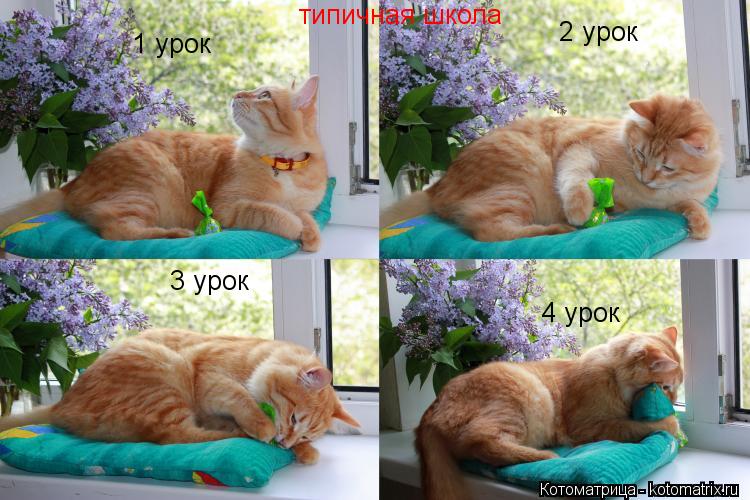 типичная школа 1 урок 2 урок 3 урок 4 урок... Котоматрица: типичная школа 1 урок 2 урок 3 урок 4 урок