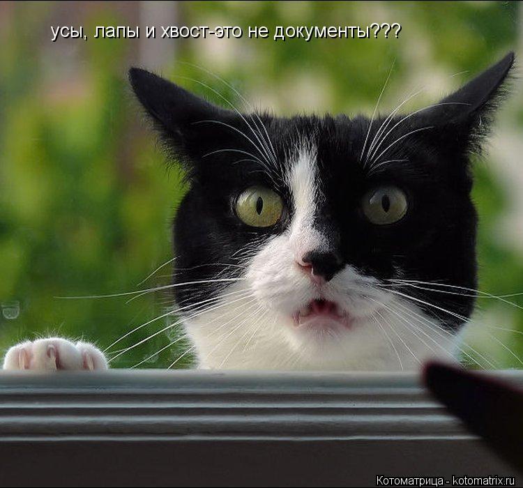 усы, лапы и хвост-это не документы???... Котоматрица: усы, лапы и хвост-это не документы???