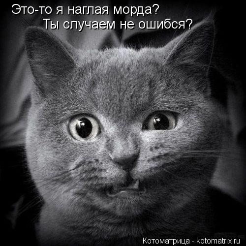 Это-то я наглая морда? Ты случаем не ошибся?... Котоматрица: Это-то я наглая морда? Ты случаем не ошибся?