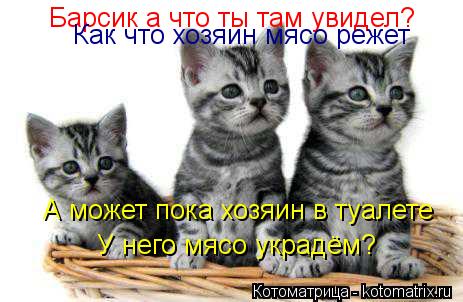 Барсик а что ты там увидел? А может пока хозяин в туалете У него мясо украдём? Как что хозяин мясо ре... Котоматрица: Барсик а что ты там увидел? А может пока хозяин в туалете У него мясо украдём? Как что хозяин мясо режет