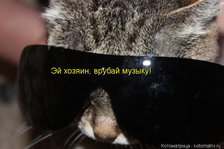 Котоматрица: Эй хозяин, врубай музыку!
