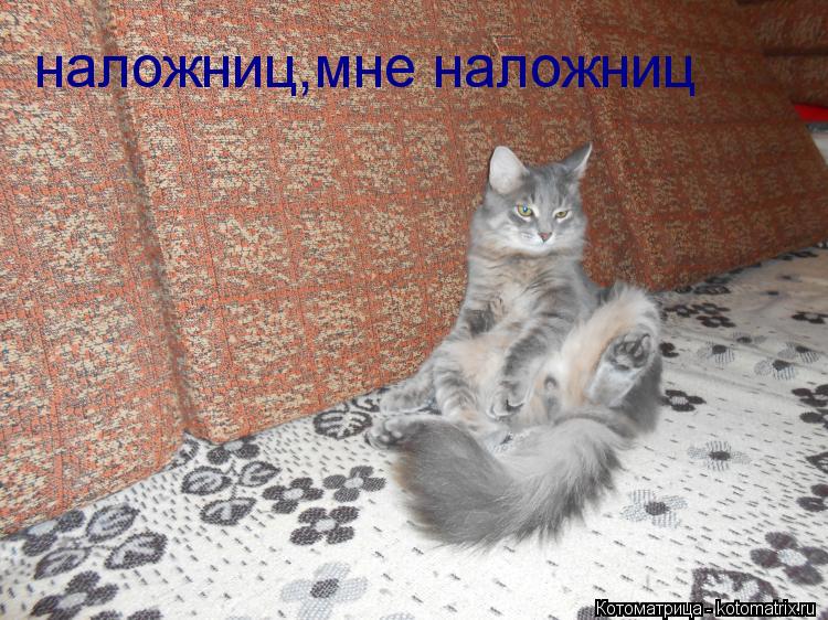 наложниц,мне наложниц... Котоматрица: наложниц,мне наложниц