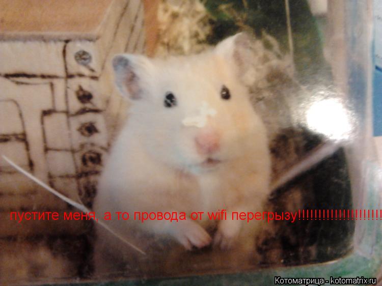 пустите меня, а то провода от wifi перегрызу!!!!!!!!!!!!!!!!!!!!!!... Котоматрица: пустите меня, а то провода от wifi перегрызу!!!!!!!!!!!!!!!!!!!!!!