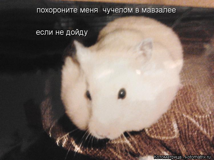 похороните меня чучелом в мавзалее если не дойду... Котоматрица: похороните меня чучелом в мавзалее если не дойду