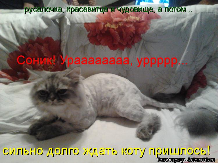 русалочка, красавитца и чудовище, а потом... Соник! Ураааааааа, уррррр... сильно долго ждать коту пр... Котоматрица: русалочка, красавитца и чудовище, а потом... Соник! Ураааааааа, уррррр... сильно долго ждать коту пришлось!