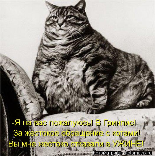 Вы мне жестоко отказали в УЖИНЕ! -Я на вас пожалуюсь! В Гринпис! За жестокое обращение с котами!... Котоматрица: Вы мне жестоко отказали в УЖИНЕ! -Я на вас пожалуюсь! В Гринпис! За жестокое обращение с котами!