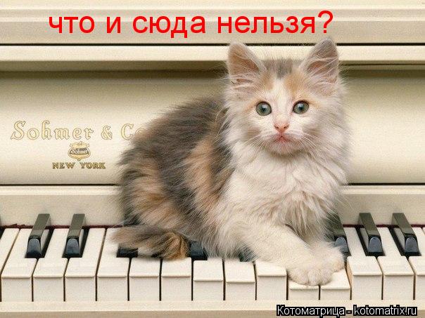 что и сюда нельзя?... Котоматрица: что и сюда нельзя?
