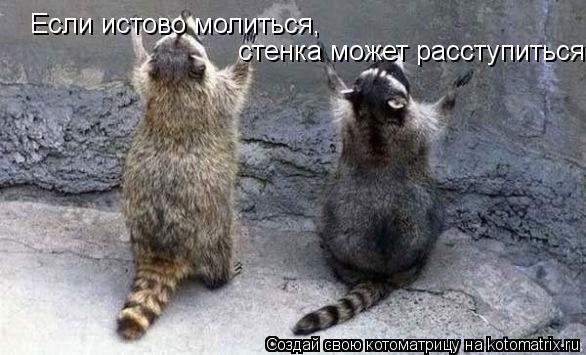 Если истово молиться, стенка может расступиться...... Котоматрица: Если истово молиться, стенка может расступиться...
