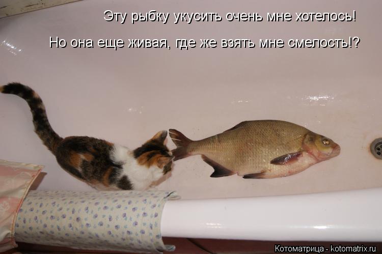 Котоматрица: Эту рыбку укусить очень мне хотелось! Но она еще живая, где же взять мне смелость!?