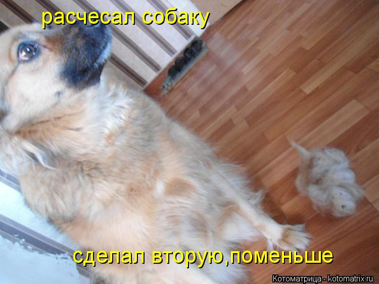 Котоматрица: расчесал собаку сделал вторую,поменьше