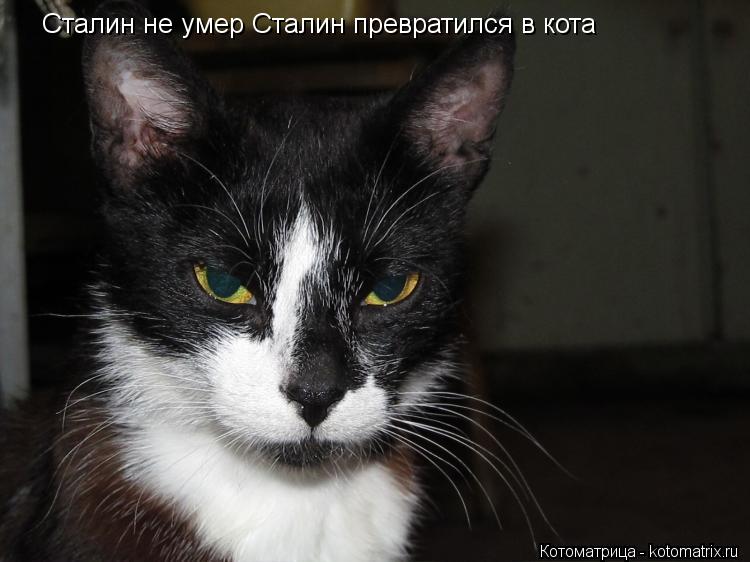 Сталин не умер Сталин превратился в кота... Котоматрица: Сталин не умер Сталин превратился в кота