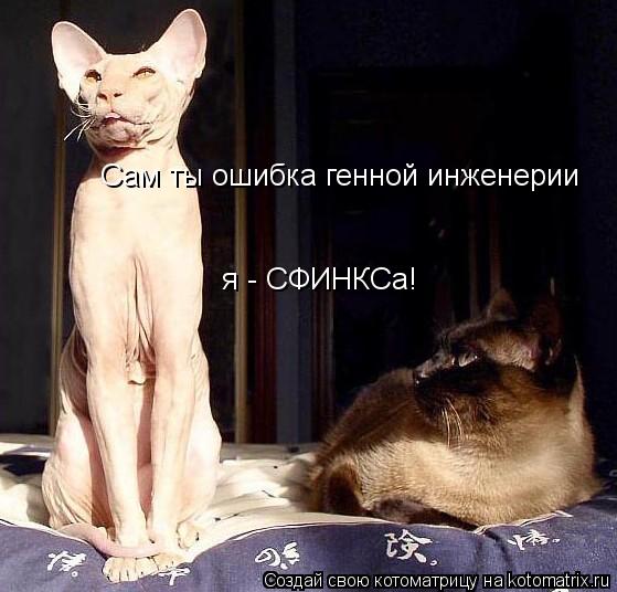 Сам ты ошибка генной инженерии я - СФИНКСа!... Котоматрица: Сам ты ошибка генной инженерии я - СФИНКСа!