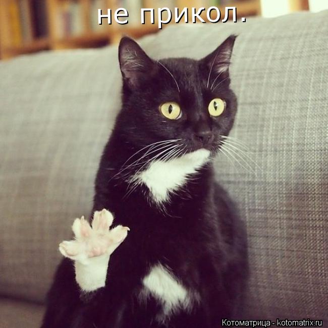 не прикол.... Котоматрица: не прикол.