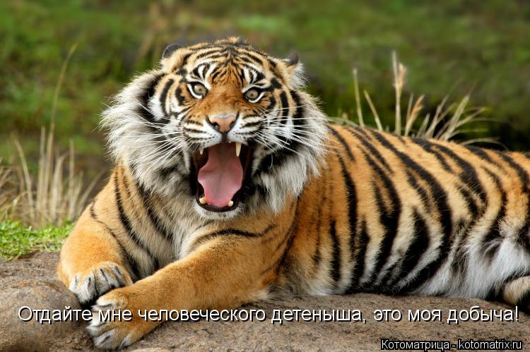 Отдайте мне человеческого детеныша, это моя добыча!... Котоматрица: Отдайте мне человеческого детеныша, это моя добыча!
