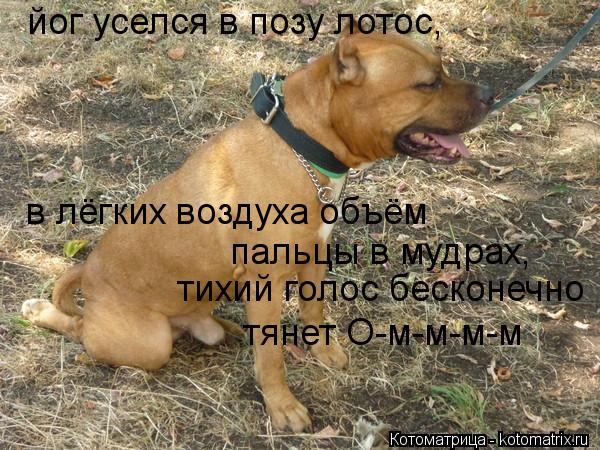 йог уселся в позу лотос, в лёгких воздуха объём пальцы в мудрах, тихий голос бесконечно тянет О-м-м-м... Котоматрица: йог уселся в позу лотос, в лёгких воздуха объём пальцы в мудрах, тихий голос бесконечно тянет О-м-м-м-м
