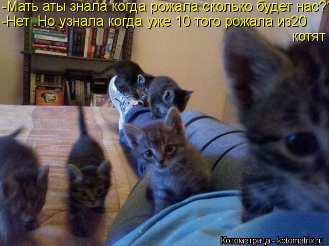 -Мать аты знала когда рожала сколько будет нас??? -Нет .Но узнала когда уже 10 того рожала из20 котя... Котоматрица: -Мать аты знала когда рожала сколько будет нас??? -Нет .Но узнала когда уже 10 того рожала из20 котят