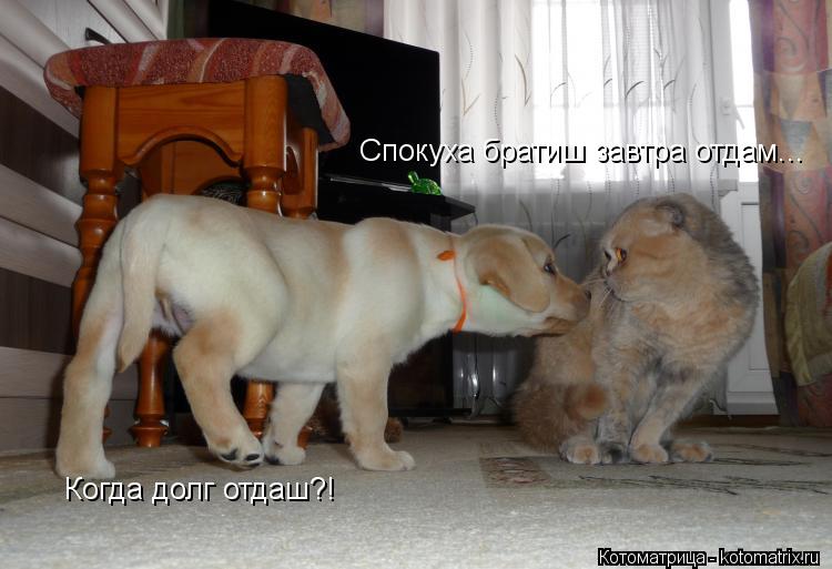 Когда долг отдаш?! Спокуха братиш завтра отдам...... Котоматрица: Когда долг отдаш?! Спокуха братиш завтра отдам...