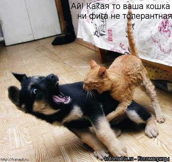 Ай! Какая то ваша кошка ни фига не толерантная!... Котоматрица: Ай! Какая то ваша кошка ни фига не толерантная!