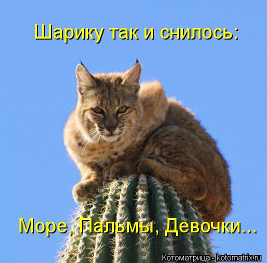 Шарику так и снилось: Море, Пальмы, Девочки...... Котоматрица: Шарику так и снилось: Море, Пальмы, Девочки...