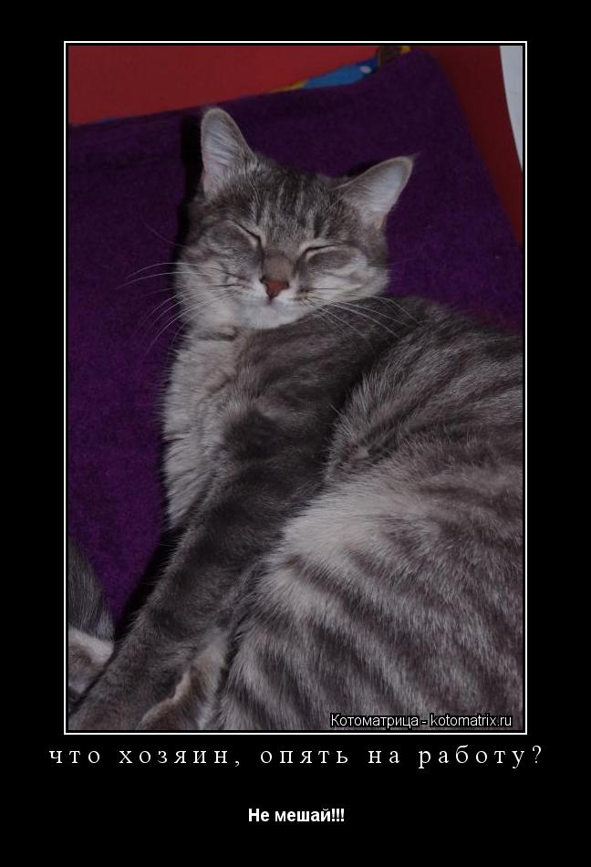 Котоматрица: что хозяин, опять на работу? Не мешай!!!