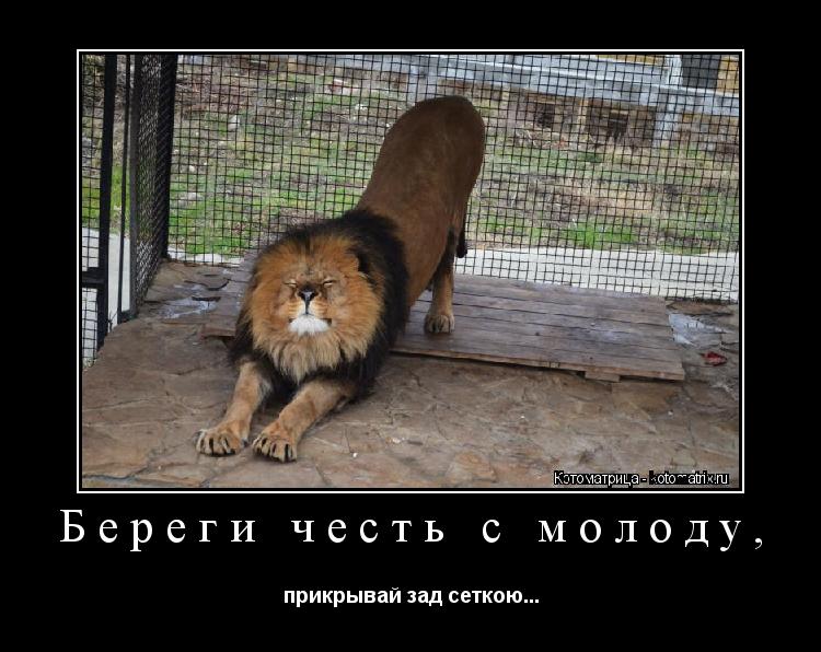 Котоматрица: Береги честь с молоду, прикрывай зад сеткою...