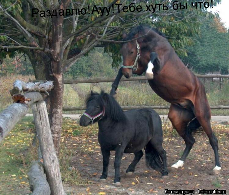 Раздавлю!Ауу!Тебе хуть бы что!... Котоматрица: Раздавлю!Ауу!Тебе хуть бы что!