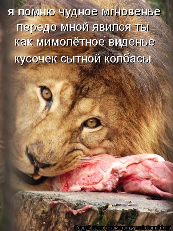 Котоматрица: я помню чудное мгновенье передо мной явился ты как мимолётное виденье кусочек сытной колбасы