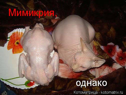 Мимикрия, Мимикрия, однако... Котоматрица: Мимикрия, Мимикрия, однако