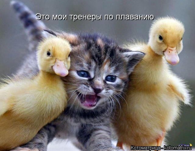 Это мои тренеры по плаванию... Котоматрица: Это мои тренеры по плаванию