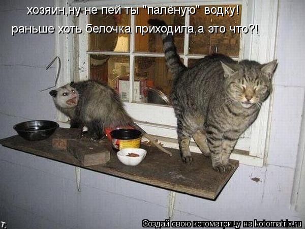 Котоматрица: хозяин,ну не пей ты "палёную" водку! раньше хоть белочка приходила,а это что?!