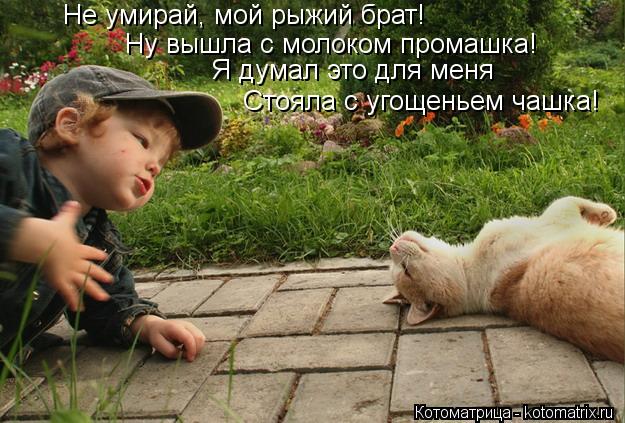 Котоматрица: Ну вышла с молоком промашка! Стояла с угощеньем чашка! Я думал это для меня Не умирай, мой рыжий брат!
