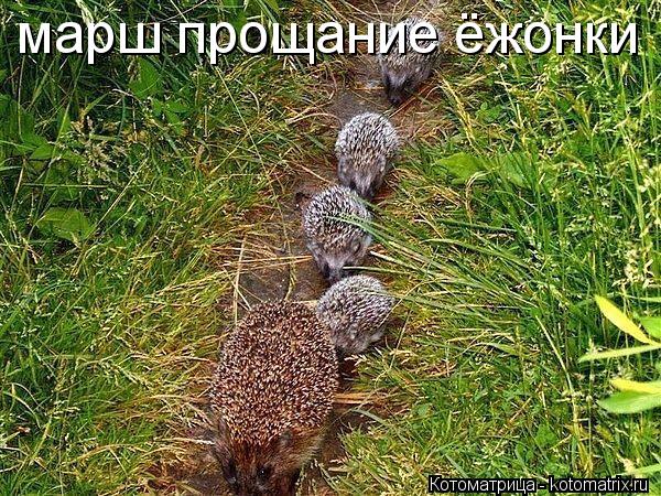 Котоматрица: марш прощание ёжонки