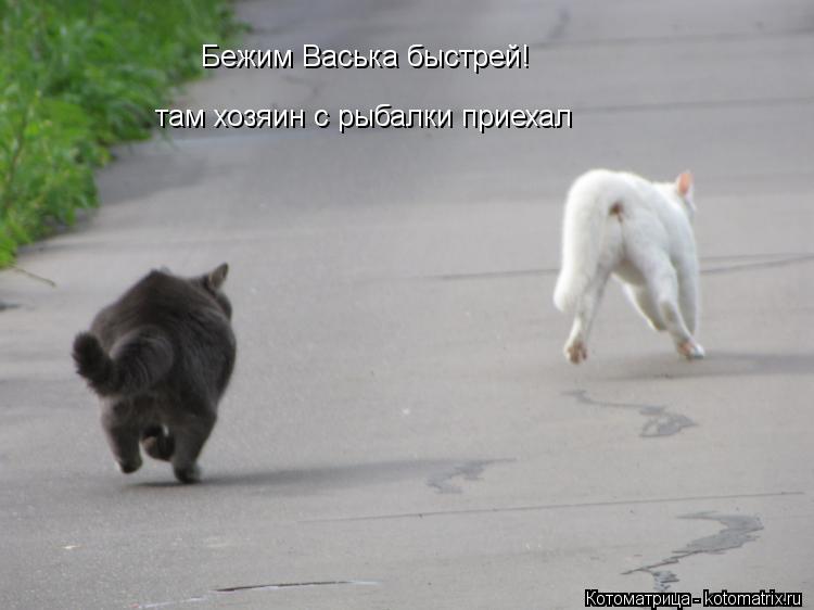 Бежим Васька быстрей! там хозяин с рыбалки приехал... Котоматрица: Бежим Васька быстрей! там хозяин с рыбалки приехал