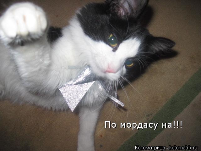 По мордасу на!!!... Котоматрица: По мордасу на!!!