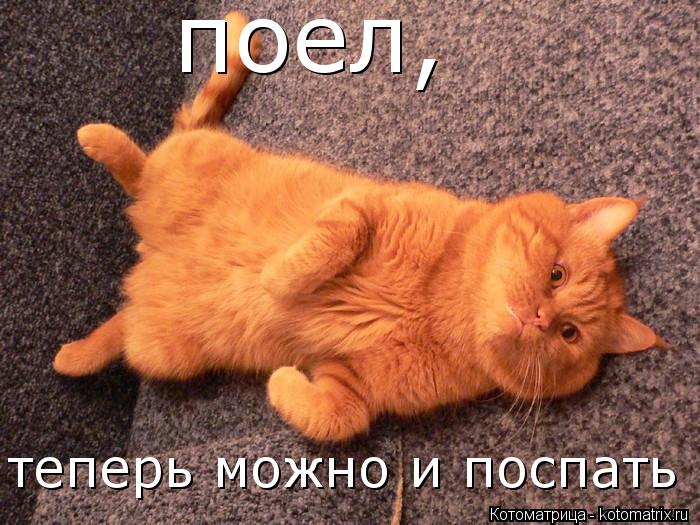 поел, теперь можно и поспать... Котоматрица: поел, теперь можно и поспать