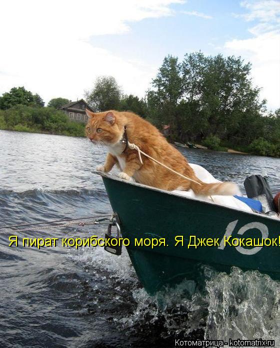Я пират корибского моря. Я Джек Кокашок!!... Котоматрица: Я пират корибского моря. Я Джек Кокашок!!