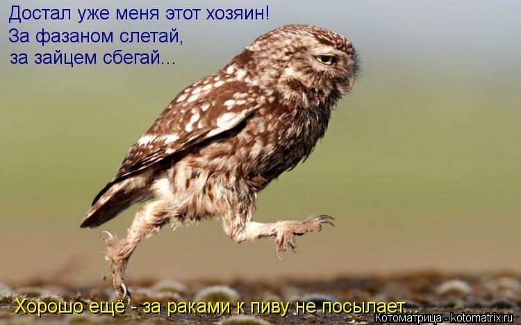 Достал уже меня этот хозяин! За фазаном слетай, за зайцем сбегай... Хорошо ещё - за раками к пиву не ... Котоматрица: Достал уже меня этот хозяин! За фазаном слетай, за зайцем сбегай... Хорошо ещё - за раками к пиву не посылает...