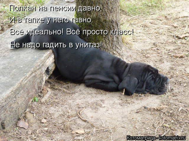 Полкан на пенсии давно, И в тапке у него гавно. Всё идеально! Всё просто класс! Не надо гадить в унит... Котоматрица: Полкан на пенсии давно, И в тапке у него гавно. Всё идеально! Всё просто класс! Не надо гадить в унитаз!