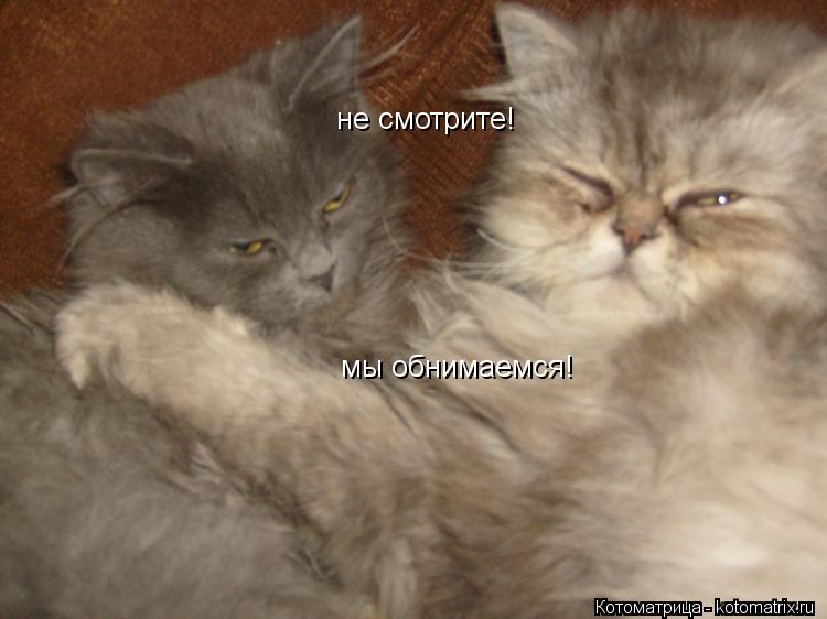 Котоматрица: не смотрите! мы обнимаемся!