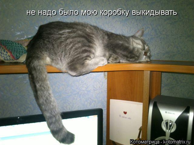 не надо было мою коробку выкидывать... Котоматрица: не надо было мою коробку выкидывать