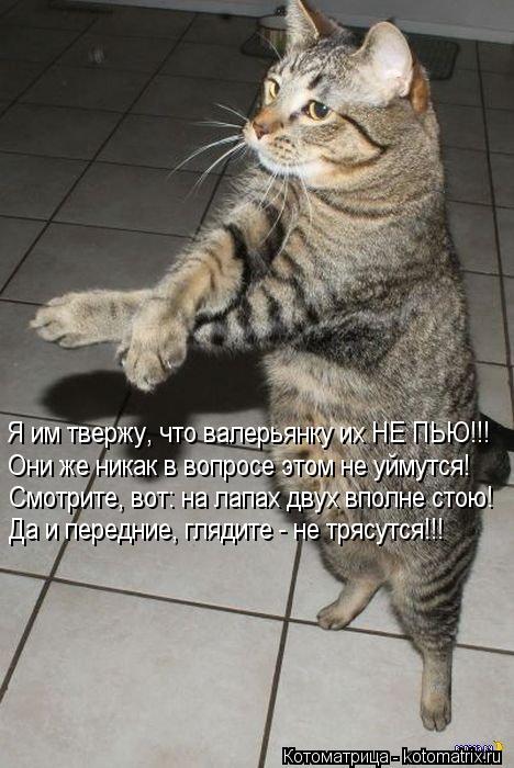 Котоматрица: Я им твержу, что валерьянку их НЕ ПЬЮ!!! Они же никак в вопросе этом не уймутся! Смотрите, вот: на лапах двух вполне стою! Да и передние, глядите
