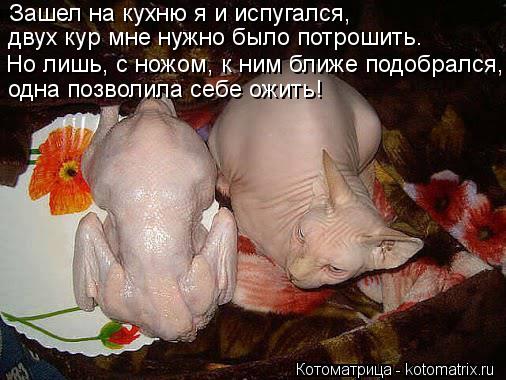 Но лишь, с ножом, к ним ближе подобрался, одна позволила себе ожить! Зашел на кухню я и испугался, ... Котоматрица: Но лишь, с ножом, к ним ближе подобрался, одна позволила себе ожить! Зашел на кухню я и испугался, двух кур мне нужно было потрошить.