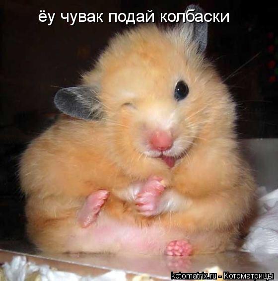 Котоматрица: ёу чувак подай колбаски