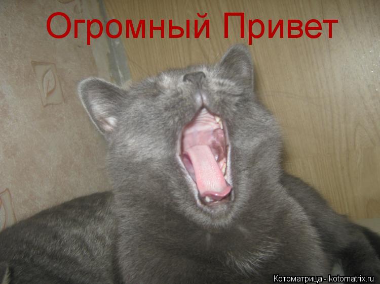 Котоматрица: Огромный Привет