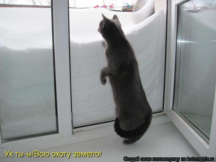 Ух ты-ы!Всю охоту замело!... Котоматрица: Ух ты-ы!Всю охоту замело!