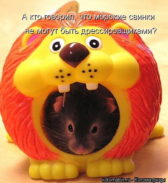 А кто говорил, что морские свинки не могут быть дрессировщиками?... Котоматрица: А кто говорил, что морские свинки не могут быть дрессировщиками?